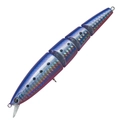 Red Belly Sardine H-12
