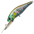 Abalone Ayu A-51