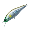 Abalone Ayu A-51