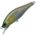 Abalone Ayu A-51