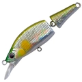 Abalone Ayu A-51