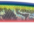Okinawa Red Belly