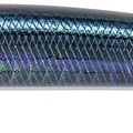 Saddled Bream ND