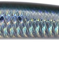 Sardine RT