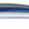Blackear Sardine