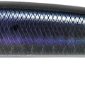 Sardine II