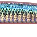 Red Mullet