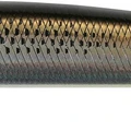 Flashy Mullet