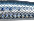 Sardine