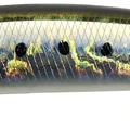 Sardine Noir