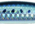 Sardine