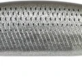 Grey Mullet