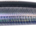 Real Anchovy