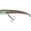 Metallic Rainbow Trout