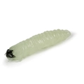 Caimano Worm 82 Solid Glow