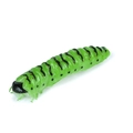 Caimano Worm 99 Bruco