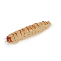 Caimano Worm 160 Cream Larva