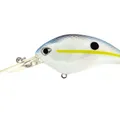 Charming Shad