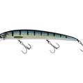 Barracuda