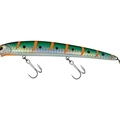 Anchovy Orange Striped