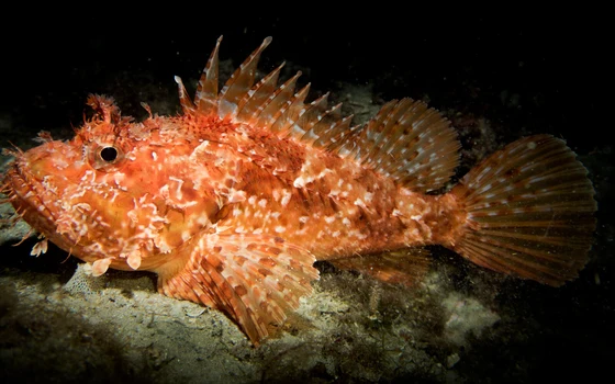 Rode schorpioenvis