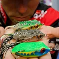 Iaconelli Frog 02