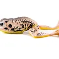 Ululone Legs