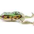 Brown Frog Legs