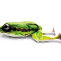Ila Frog Legs