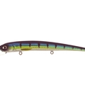Barracuda
