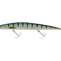 Barracuda