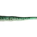 Green Mackerel coda