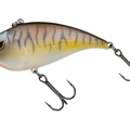 Brown Cream Purple Tiger