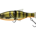 Dark Gill Orange Belly