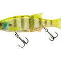 White Gill Orange Belly