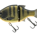Dark Gill Orange Belly
