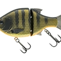 Dark Gill Orange Belly