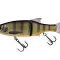 Dark Gill Orange Belly