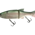Ghost Gizzard Shad