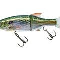 Live Blue Gill