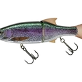 Live Raimbow Trout