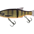 Dark Gill Orange Belly