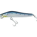 Blue Sarda