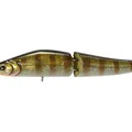 Gill