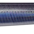 Real Anchovy