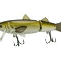 SIlver Minnow
