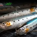 WTD90T 181 Sardine 2