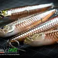 WTD90T 216 Atherina 2