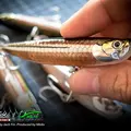 WTD90T 216 Atherina 3