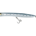 Sardine